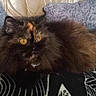 cat, tortoiseshell, long_hair, fluffy, feline, amber_eyes, pet, animal, lying_down, indoor, bed, blanket, bedding, cushion, geometric_pattern, black, brown, orange, portrait, close_up