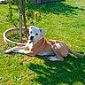 Maya a rejoint le concours — aidez-le/la à gagner de superbes lots ! dog, puppy, white_dog, tan_dog, outdoor, garden, grass, sunlight, lying_down, sitting, portrait, animal, pet, canine, young_dog, tree, planter, backyard, shadow, relaxed
