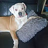 Maya participe au concours pour gagner de l'argent avec cette photo : puppy, dog, white_dog, tan_dog, pet, animal, sitting, lying_down, couch, leather_couch, blanket, gray_blanket, fluffy, indoors, portrait, camera, relaxed, adorable, front_legs, home