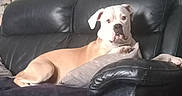 Maya a rejoint le concours — aidez-le/la à gagner de superbes lots !  lounging, boxer, brown_eyes, bulldog, canine, dog, floppy_ears, funny, indoor, leather_couch, living_room, lying_down, pet, portrait, recliner, relaxed, short_hair, sitting, tan_dog, white_dog