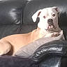  lounging, boxer, brown_eyes, bulldog, canine, dog, floppy_ears, funny, indoor, leather_couch, living_room, lying_down, pet, portrait, recliner, relaxed, short_hair, sitting, tan_dog, white_dog
