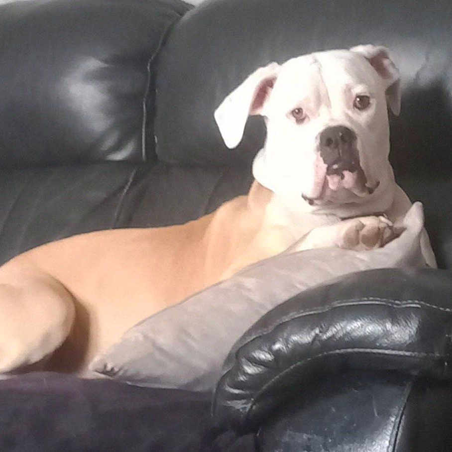 Maya