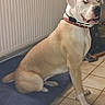 dog, pet, white_dog, tan_dog, sitting, collar, indoors, radiator, blue_mat, tile_floor, living_room, portrait, animal, canine, short_hair, floppy_ears, dark_nose, open_mouth, flash_eyes, home