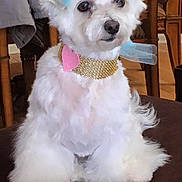 Pita joined the competition — help win amazing prizes! bichon, bichon_frise, bolognese, bolonka, carnivoran, companion_dog, dog, dog_breed, dog_breed_group, dog_crossbreeds, dog_like_mammal, maltese, miniature_poodle, non_sporting_group, poodle, poodle_crossbreed, puppy, snout, toy_dog, toy_poodle