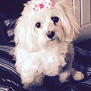Pita joined the competition — help win amazing prizes!