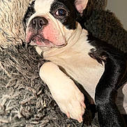 Daisy joined the competition — help win amazing prizes! dog, boston_terrier, pet, animal, paw, fur, black_and_white, cute, relaxed, indoors, blanket, texture, cozy, resting, sleepy, close_up, face, canine, companion, domestic