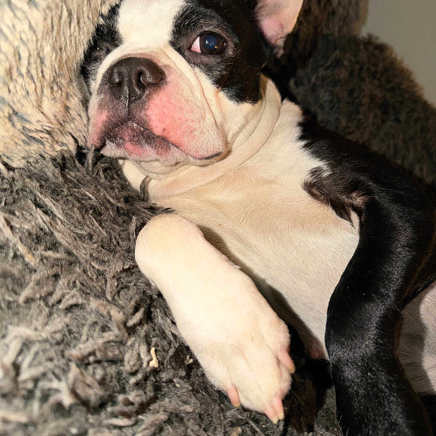 Daisy joined the competition — help win amazing prizes! dog, boston_terrier, pet, animal, paw, fur, black_and_white, cute, relaxed, indoors, blanket, texture, cozy, resting, sleepy, close_up, face, canine, companion, domestic