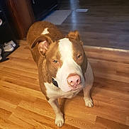 Jax joined the competition — help win amazing prizes! animal, brown, cabinet, collar, companion, curious, dog, domestic, ears, floor, fur, home, indoor, looking_up, pet, pink_nose, playful, toy, white, wooden_floor