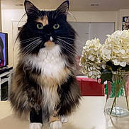 Stormi is registered to the contest to win money with this photo: calico, cat, countertop, domestic, fluffy, fur, furniture, green_eyes, household, hydrangeas, indoor, kitchen, light, living_room, pet, plant, table, vase, whiskers, white_flowers