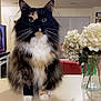 calico, cat, countertop, domestic, fluffy, fur, furniture, green_eyes, household, hydrangeas, indoor, kitchen, light, living_room, pet, plant, table, vase, whiskers, white_flowers