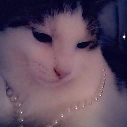 Pralino a rejoint le concours — aidez-le/la à gagner de superbes lots ! carnivore, cat, cloud, ear, eyebrow, eyelash, felidae, fur, iris, jaw, meteorological_phenomenon, nose, plant, sky, small_to_medium_sized_cats, snout, snow, tail, whiskers, window