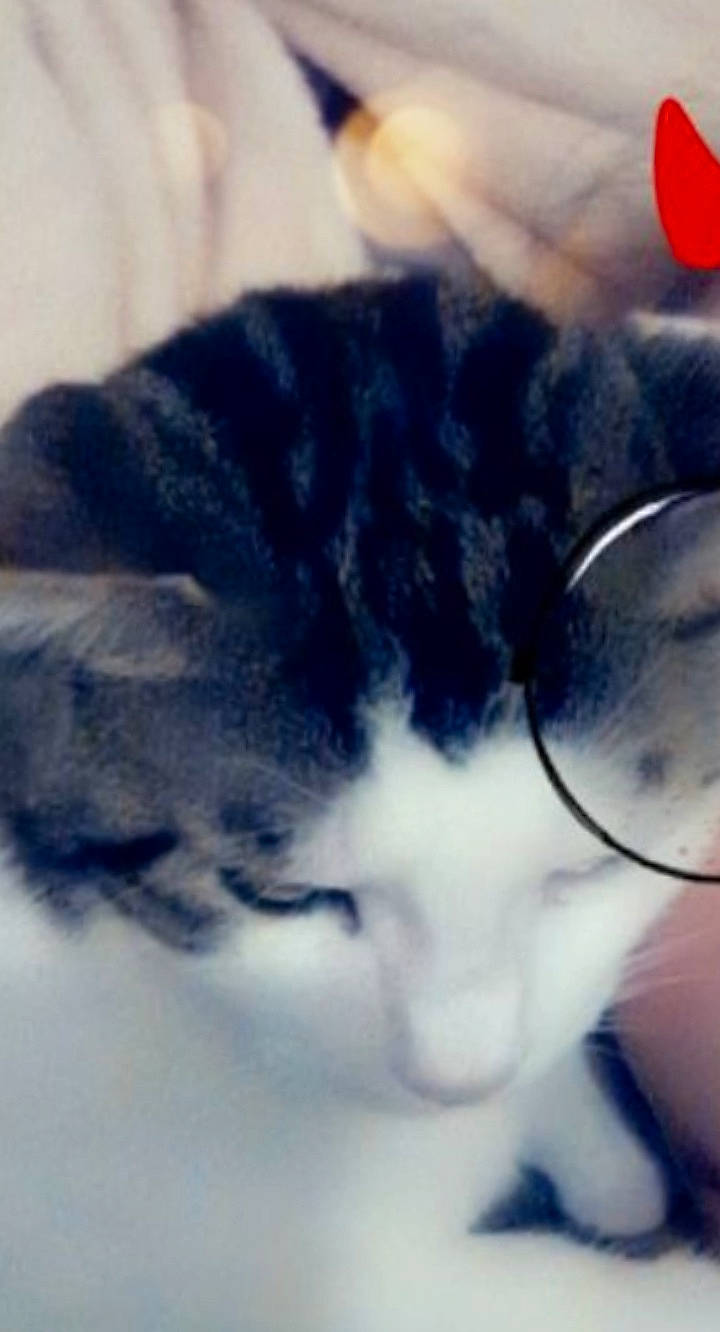 Pralino participe au concours pour gagner de l'argent avec cette photo : black_hair, carnivore, cat, cloud, ear, electric_blue, eye, eyelash, eyewear, felidae, fur, glasses, hair, jaw, sky, small_to_medium_sized_cats, snout, tail, vision_care, whiskers