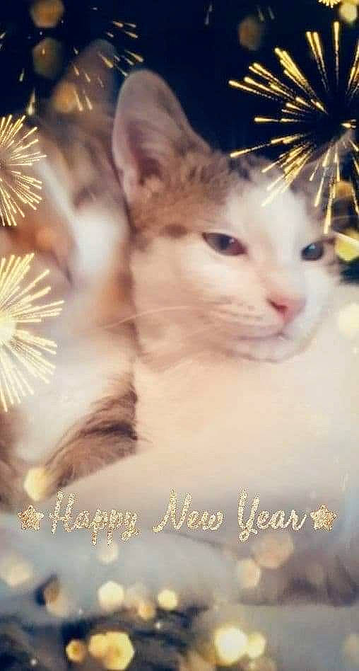 Pralino a rejoint le concours — aidez-le/la à gagner de superbes lots ! carnivore, cat, domestic_short_haired_cat, event, fawn, felidae, fireworks, font, fur, happy, holiday, new_year, organism, paw, photo_caption, plant, sky, small_to_medium_sized_cats, snout, whiskers