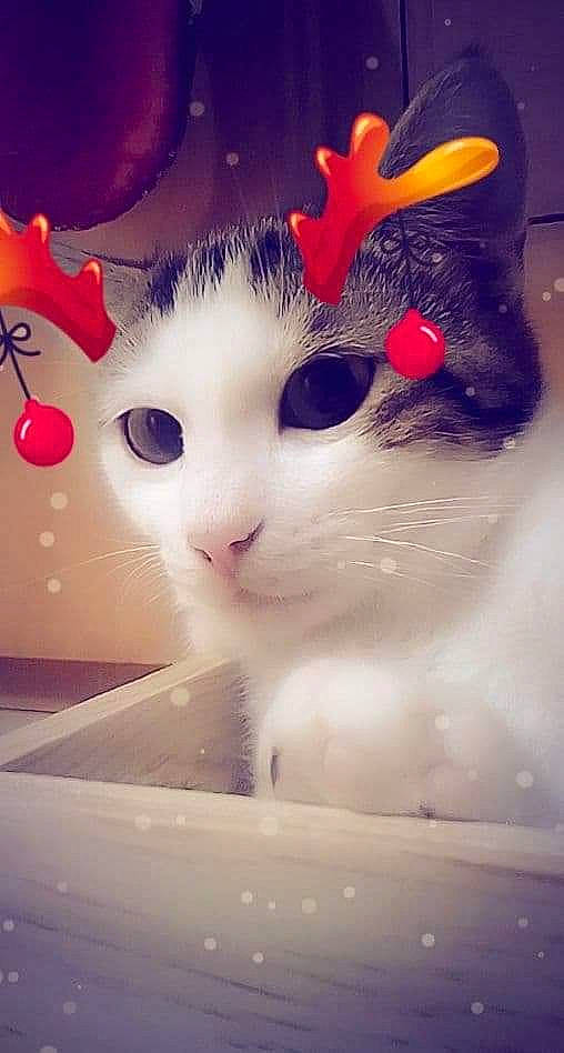 Pralino participe au concours pour gagner de l'argent avec cette photo : art, beauty, box, carmine, carnivore, cat, domestic_short_haired_cat, felidae, fur, love, mammal, paw, photo_caption, rectangle, small_to_medium_sized_cats, snout, square, tail, vertebrate, whiskers