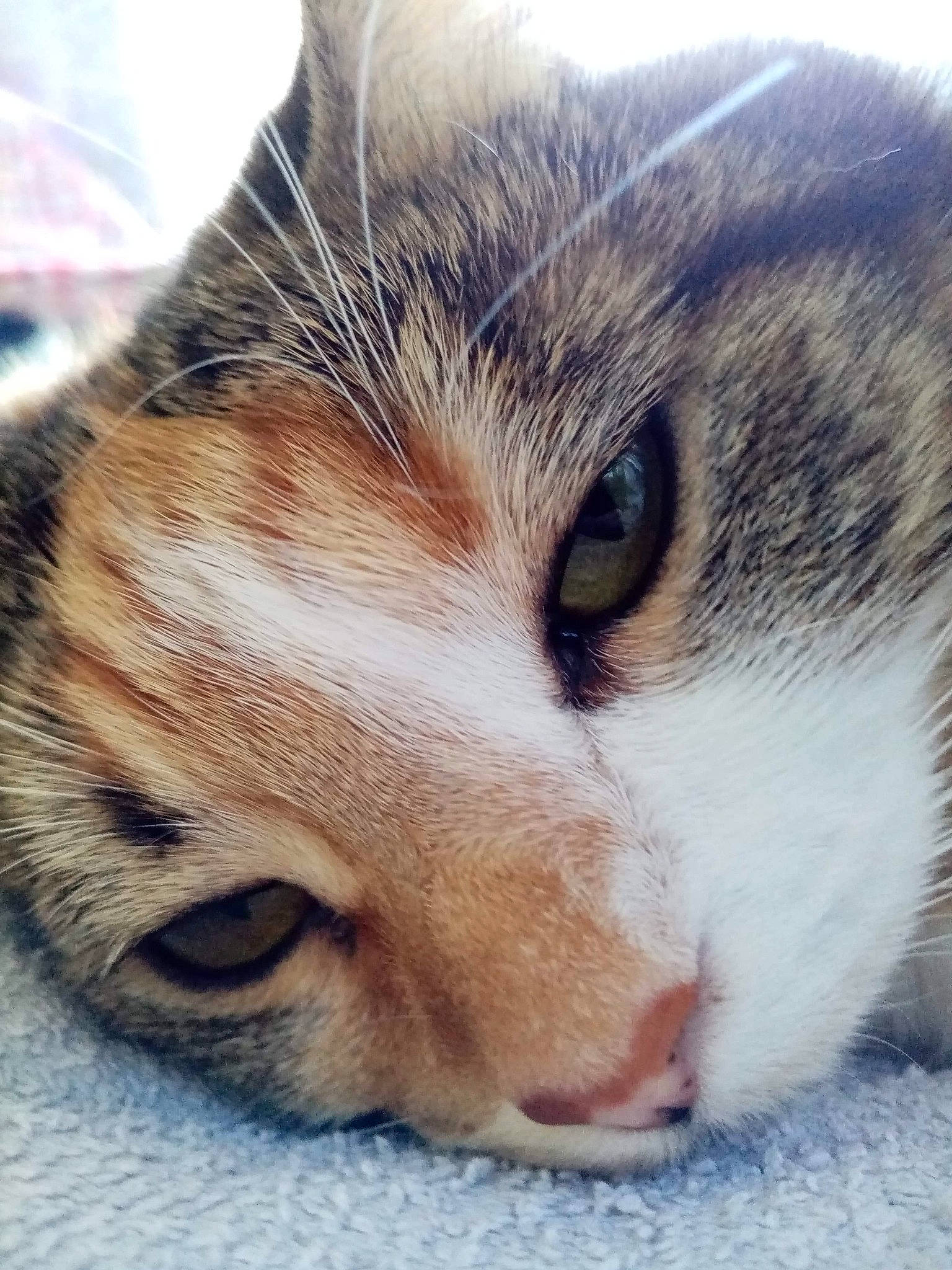 Oasis participe au concours pour gagner de l'argent avec cette photo : carnivore, cat, domestic_short_haired_cat, eye, felidae, fur, nap, paw, sky, sleep, small_to_medium_sized_cats, snout, terrestrial_animal, whiskers, wildlife