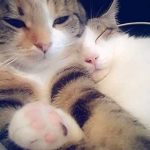 Oasis a rejoint le concours — aidez-le/la à gagner de superbes lots ! carnivore, cat, claw, close_up, cloud, comfort, domestic_short_haired_cat, eye, felidae, fur, gesture, head, meteorological_phenomenon, nap, nose, paw, small_to_medium_sized_cats, snout, tail, whiskers