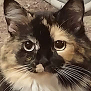 Squeaky joined the competition — help win amazing prizes! cat, close_up, indoor, tortoiseshell, fluffy, whiskers, curious, pet, animal, feline, portrait, brown, black, white, ears, face, eyes, domestic, cute, fur