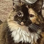 Squeaky joined the competition — help win amazing prizes! cat, tortoiseshell, fluffy, whiskers, indoor, pet, animal, fur, closeup, eyes, face, mammal, cute, domestic, feline, portrait, white_chest, curious, soft_background, young_cat
