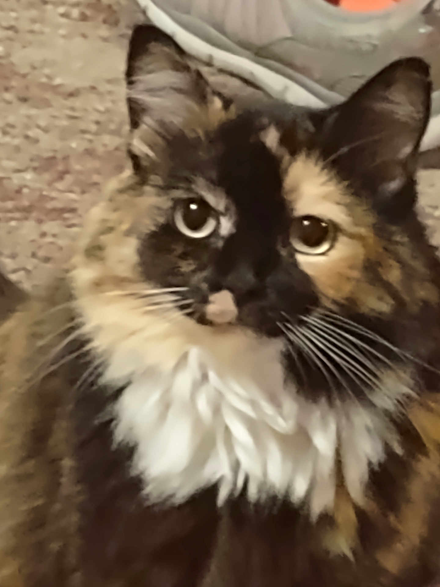 Squeaky joined the competition — help win amazing prizes! cat, tortoiseshell, fluffy, whiskers, indoor, pet, animal, fur, closeup, eyes, face, mammal, cute, domestic, feline, portrait, white_chest, curious, soft_background, young_cat