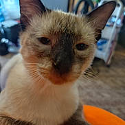 Jojo joined the competition — help win amazing prizes! animal, carpet, cat, close_up, cute, domestic_animal, ears, face, feline, fur, furry, indoor, orange, paws, pet, pet_portrait, portrait, relaxed, siamese_cat, whiskers