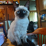 Little Joe is registered to the contest to win money with this photo: cat, kitten, siamese, blue_eyes, fur, table, wood, indoor, chair, kitchen, cup, furniture, curious, pet, animal, household, domestic, young, sitting, portrait