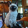 cat, kitten, siamese, blue_eyes, fur, table, wood, indoor, chair, kitchen, cup, furniture, curious, pet, animal, household, domestic, young, sitting, portrait