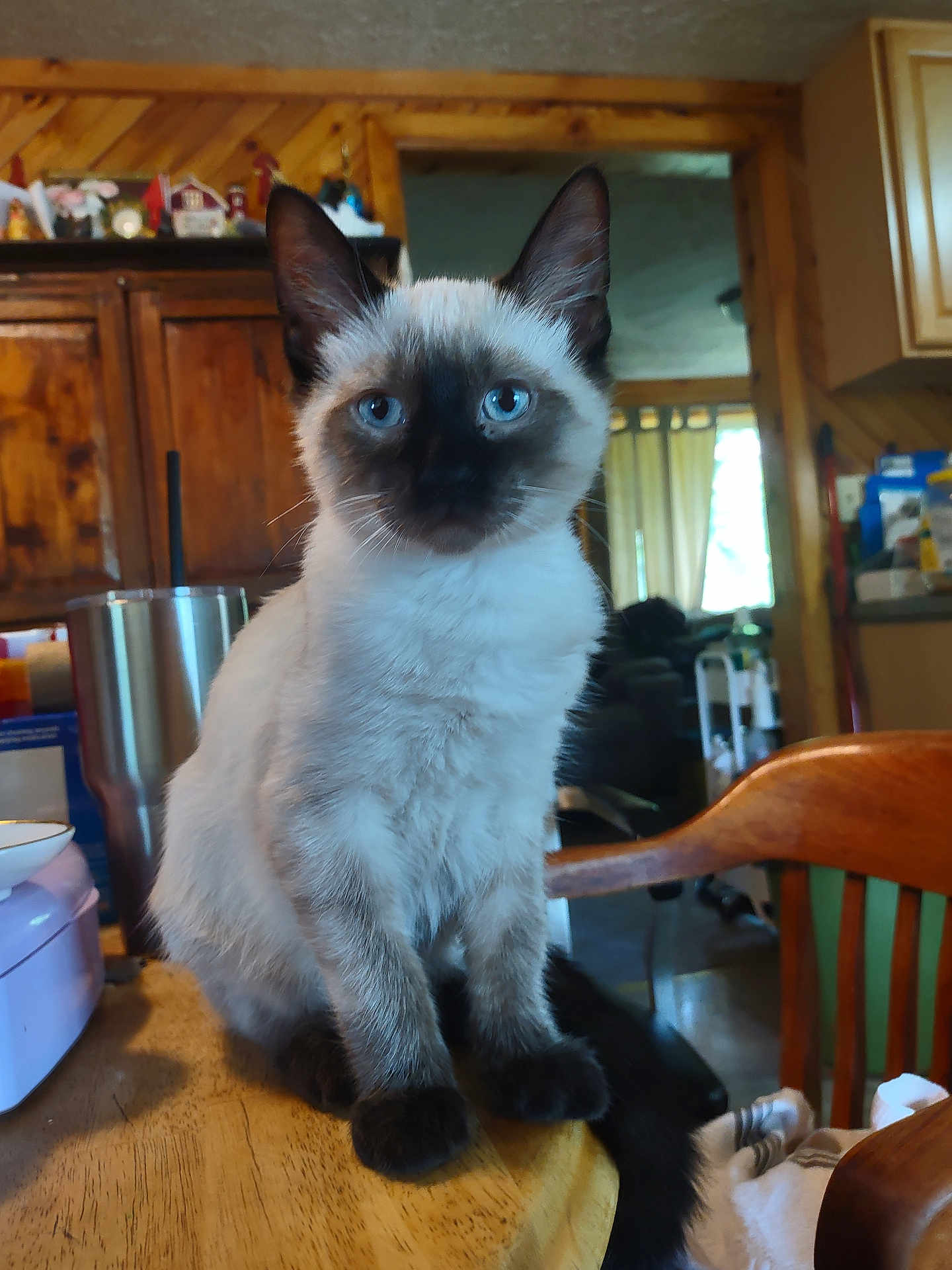 Little Joe