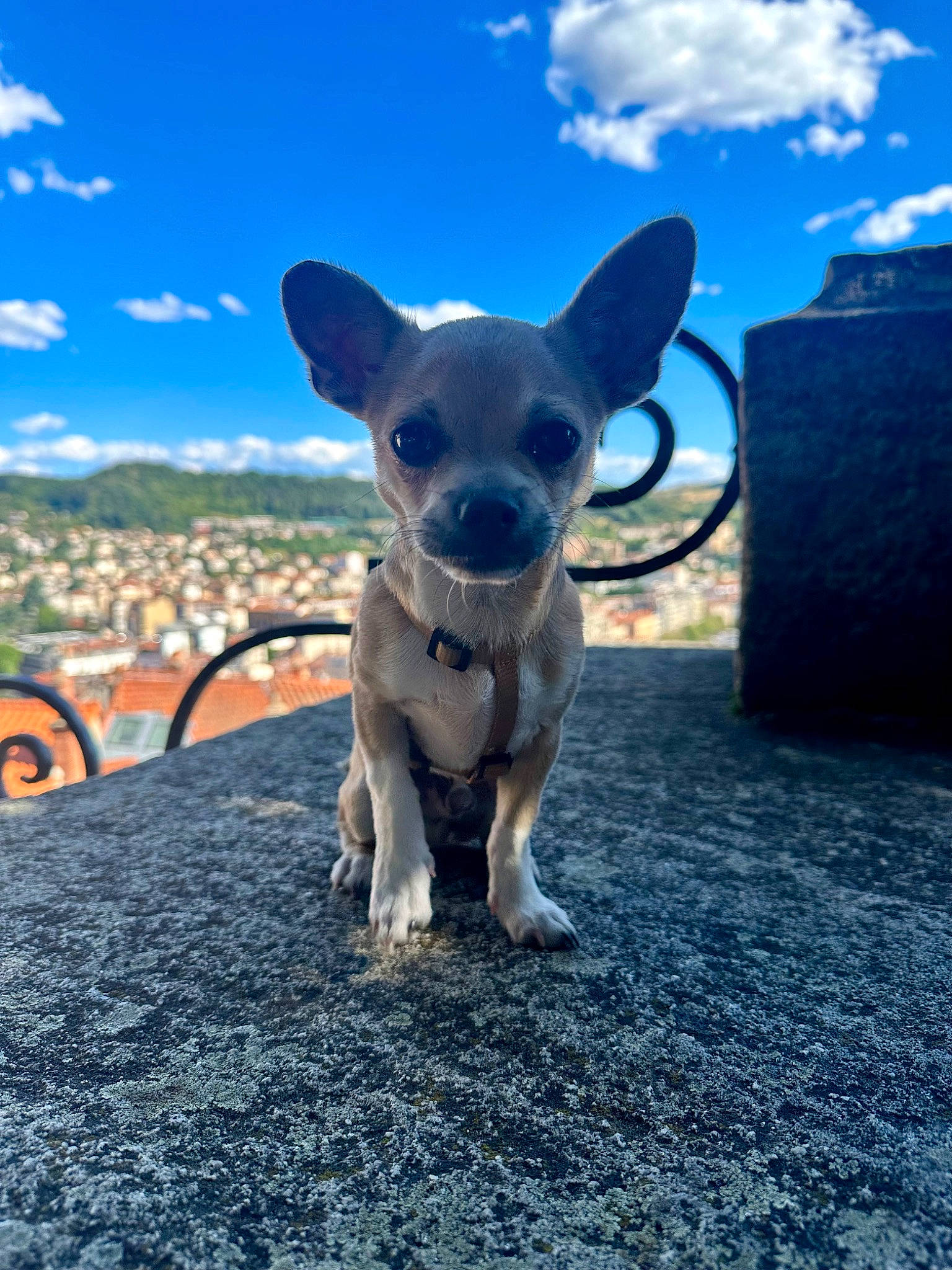 Elvis a rejoint le concours — aidez-le/la à gagner de superbes lots ! blue, carnivore, chihuahua, cloud, companion_dog, dog, dog_breed, electric_blue, eyewear, fawn, glasses, grass, plant, sky, snout, sporting_group, sunglasses, tail, toy_dog, whiskers