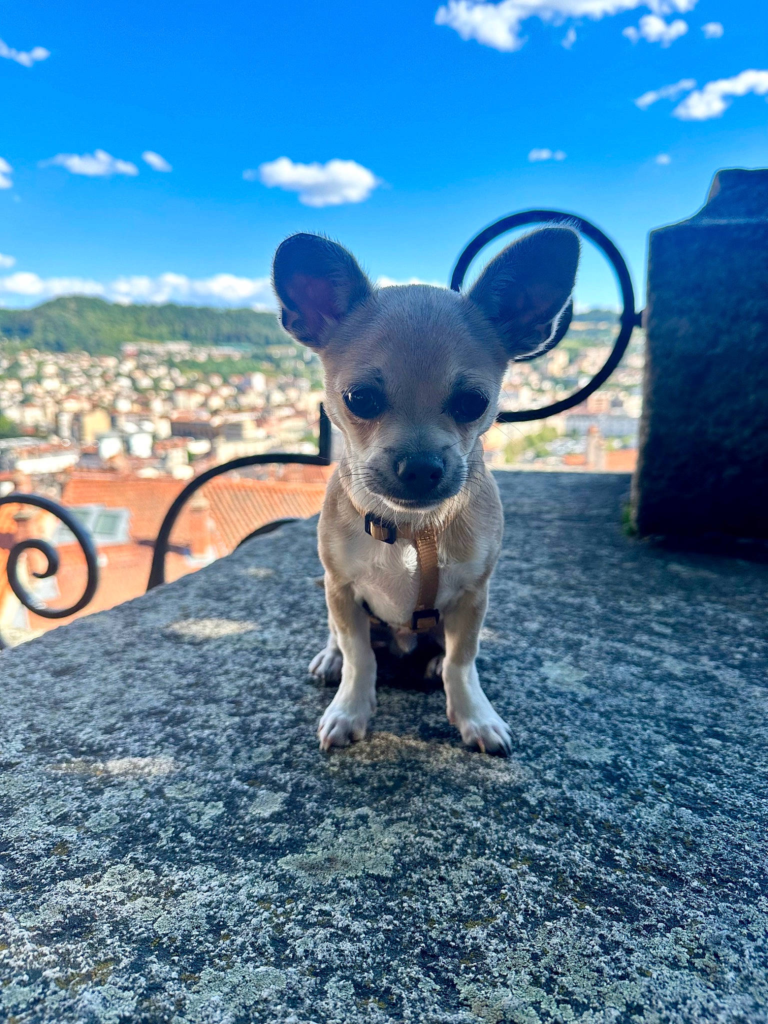 Elvis participe au concours pour gagner de l'argent avec cette photo : canidae, carnivore, chihuahua, cloud, companion_dog, daytime, dog, dog_breed, electric_blue, fawn, grass, horizon, landscape, plant, sky, snout, sporting_group, tail, toy_dog, whiskers
