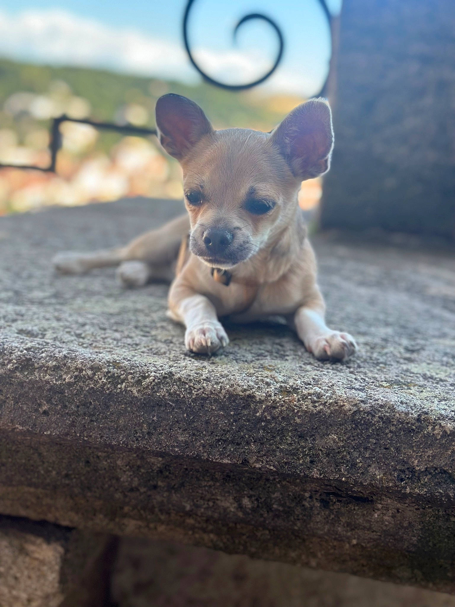 Elvis participe au concours pour gagner de l'argent avec cette photo : carnivore, dog, dog_breed, ear, eye, fawn, fur, grass, grey, plant, sky, snout, soil, tableware, tail, terrestrial_animal, tree, whiskers, wildlife, wood