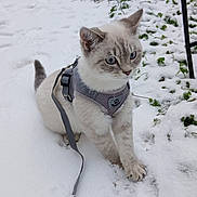 Zin participe au concours pour gagner de l'argent avec cette photo : cat, snow, leash, harness, outdoor, winter, animal, pet, gray, white, blue_eyes, greenery, nature, curious, exploring, cold, fur, small, playful, adventure