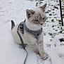 cat, snow, leash, harness, outdoor, winter, animal, pet, gray, white, blue_eyes, greenery, nature, curious, exploring, cold, fur, small, playful, adventure