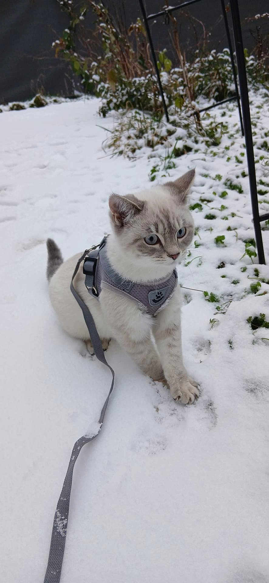 Zin participe au concours pour gagner de l'argent avec cette photo : cat, snow, leash, harness, outdoor, winter, animal, pet, gray, white, blue_eyes, greenery, nature, curious, exploring, cold, fur, small, playful, adventure