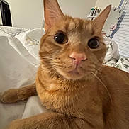 Simba joined the competition — help win amazing prizes! cat, orange_tabby, pet, indoor, bed, sheet, curious, closeup, whiskers, ears, eyes, feline, domestic_animal, resting, fur, bedroom, window, mirror, home, cozy