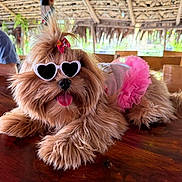 Bella is registered to the contest to win money with this photo: dog, sunglasses, pink_tutu, fluffy, tongue_out, wooden_table, indoor, person, casual_clothing, tropical_hut, hair_bow, pet_fashion, relaxed, cute, animal, table, fur, accessory, seated, happy