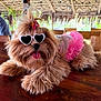 dog, sunglasses, pink_tutu, fluffy, tongue_out, wooden_table, indoor, person, casual_clothing, tropical_hut, hair_bow, pet_fashion, relaxed, cute, animal, table, fur, accessory, seated, happy