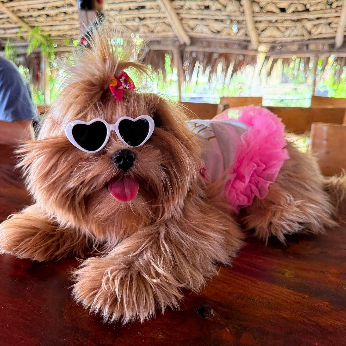 Bella is registered to the contest to win money with this photo: accessory, animal, casual_clothing, cute, dog, fluffy, fur, hair_bow, happy, indoor, person, pet_fashion, pink_tutu, relaxed, seated, sunglasses, table, tongue_out, tropical_hut, wooden_table