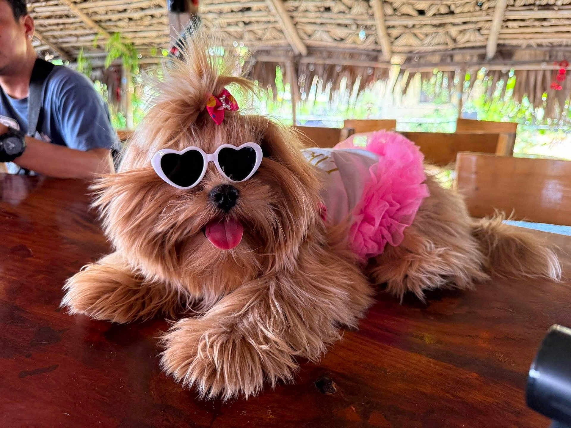 Bella is registered to the contest to win money with this photo: dog, sunglasses, pink_tutu, fluffy, tongue_out, wooden_table, indoor, person, casual_clothing, tropical_hut, hair_bow, pet_fashion, relaxed, cute, animal, table, fur, accessory, seated, happy