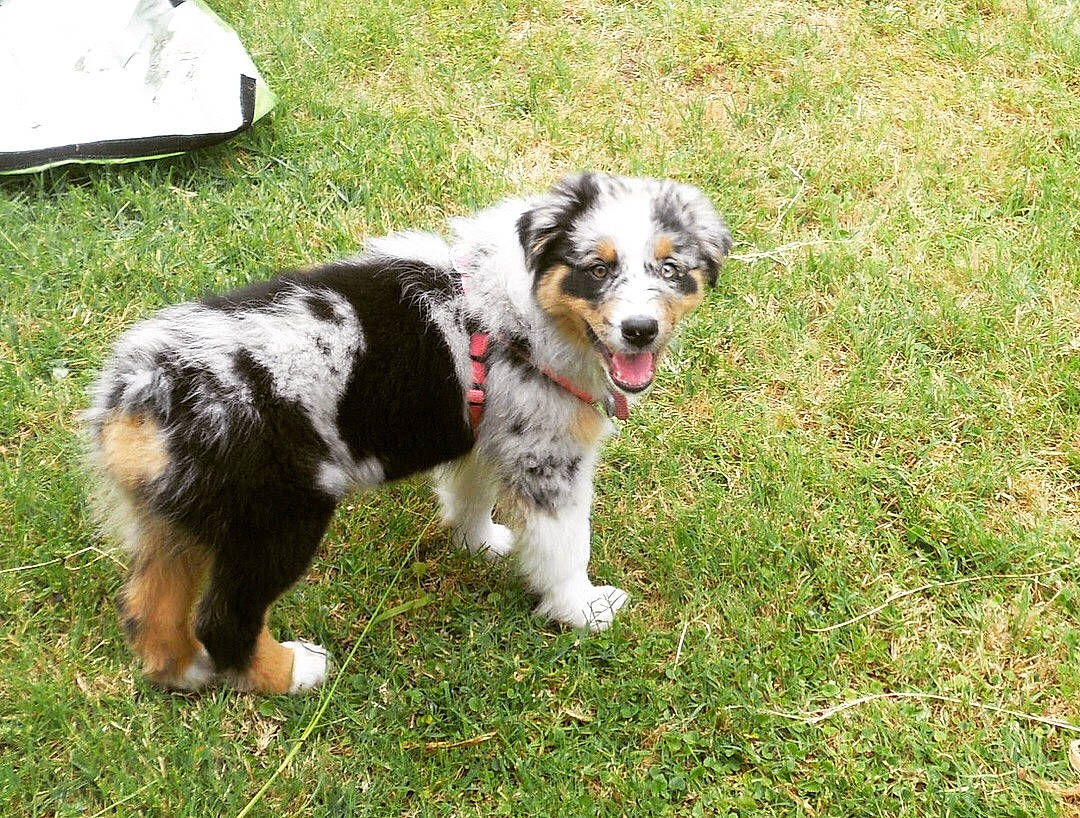 Ruby is registered to the contest to win money with this photo: australian_collie, australian_shepherd, canidae, carnivore, companion_dog, dog, dog_breed, grass, groundcover, herding_dog, miniature_australian_shepherd, plant, snout, sporting_group, tail, terrestrial_animal, texas_heeler, toy_dog, working_animal, working_dog