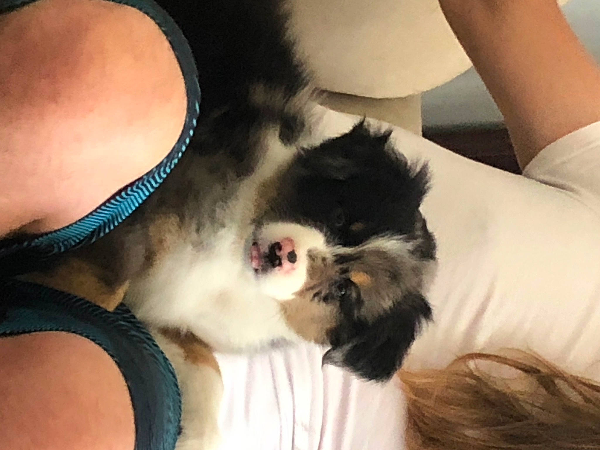 Brie joined the competition — help win amazing prizes! beard, carnivore, comfort, companion_dog, dog_breed, elbow, eyelash, fawn, felidae, gesture, jaw, joint, neck, shoulder, small_to_medium_sized_cats, snout, sunglasses, thigh, vertebrate, whiskers