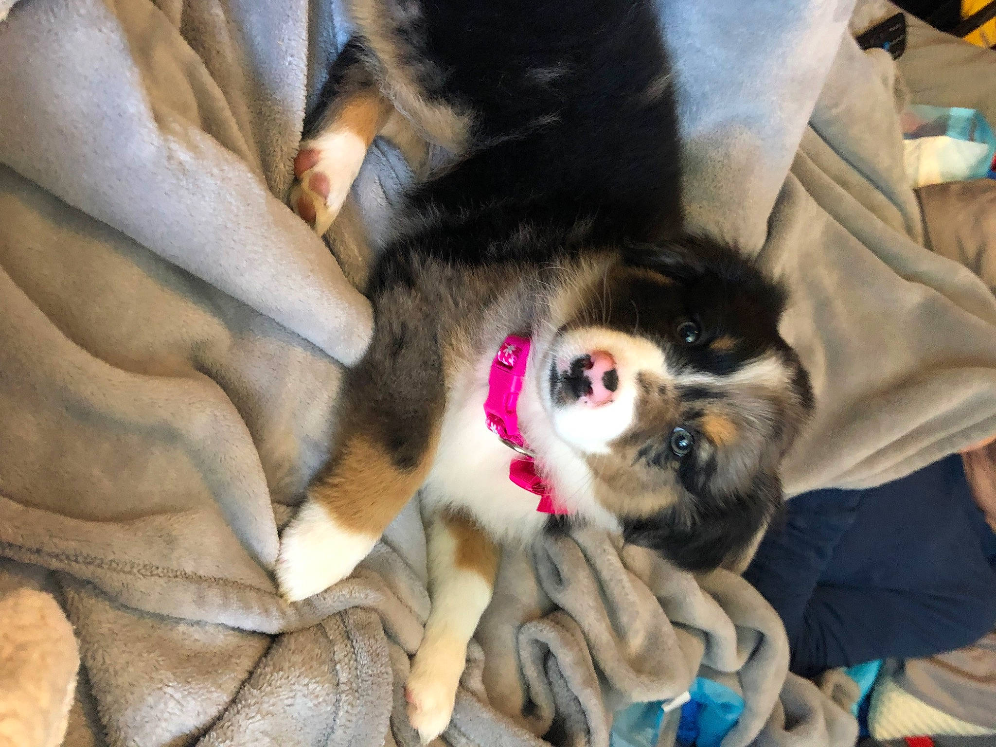 Brie is registered to the contest to win money with this photo: canidae, carnivore, comfort, companion_dog, dog, dog_breed, fawn, felidae, foot, fur, paw, small_to_medium_sized_cats, sporting_group, tail, whiskers