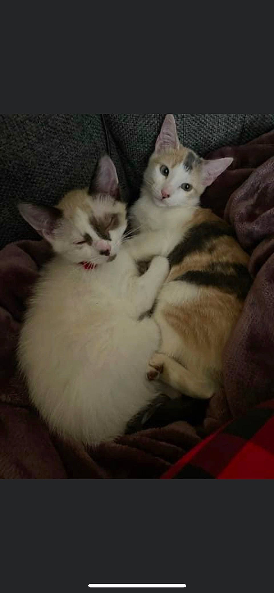 Charlie And Lola is registered to the contest to win money with this photo: carnivore, cat, cat_supply, claw, comfort, domestic_short_haired_cat, fawn, felidae, fur, paw, small_to_medium_sized_cats, tail, whiskers