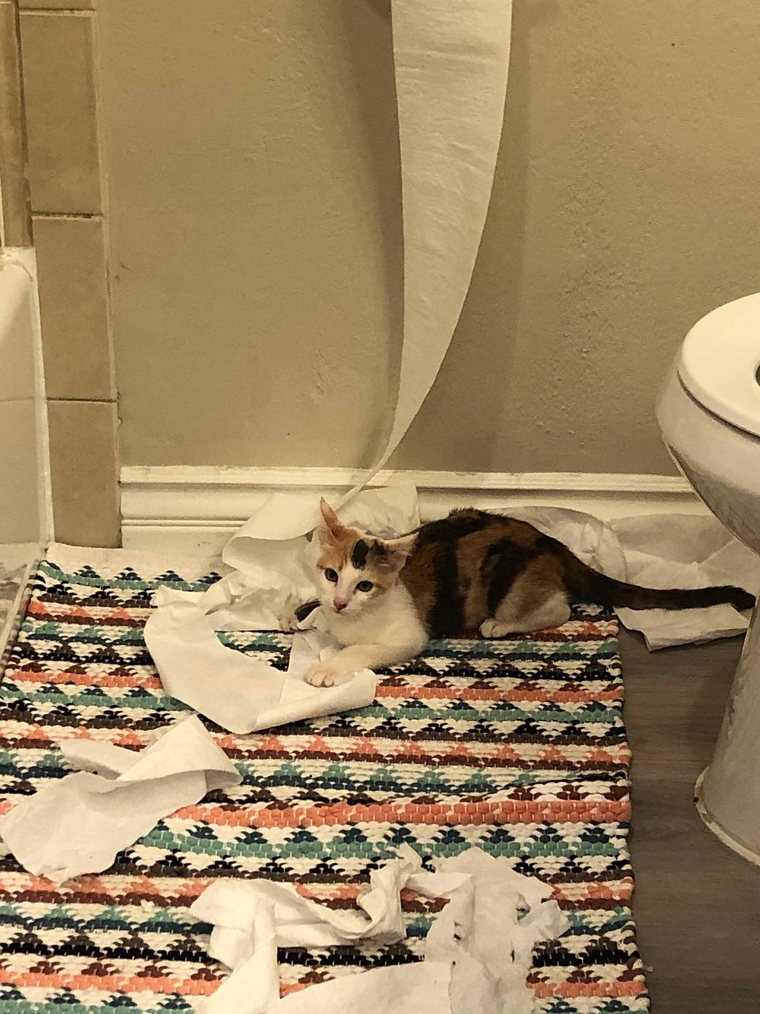 Charlie And Lola joined the competition — help win amazing prizes! bathroom, bed, bed_frame, bedding, bedroom, cat, comfort, curtain, felidae, floor, flooring, hardwood, household_supply, interior_design, linens, paper_towel, room, small_to_medium_sized_cats, whiskers, wood