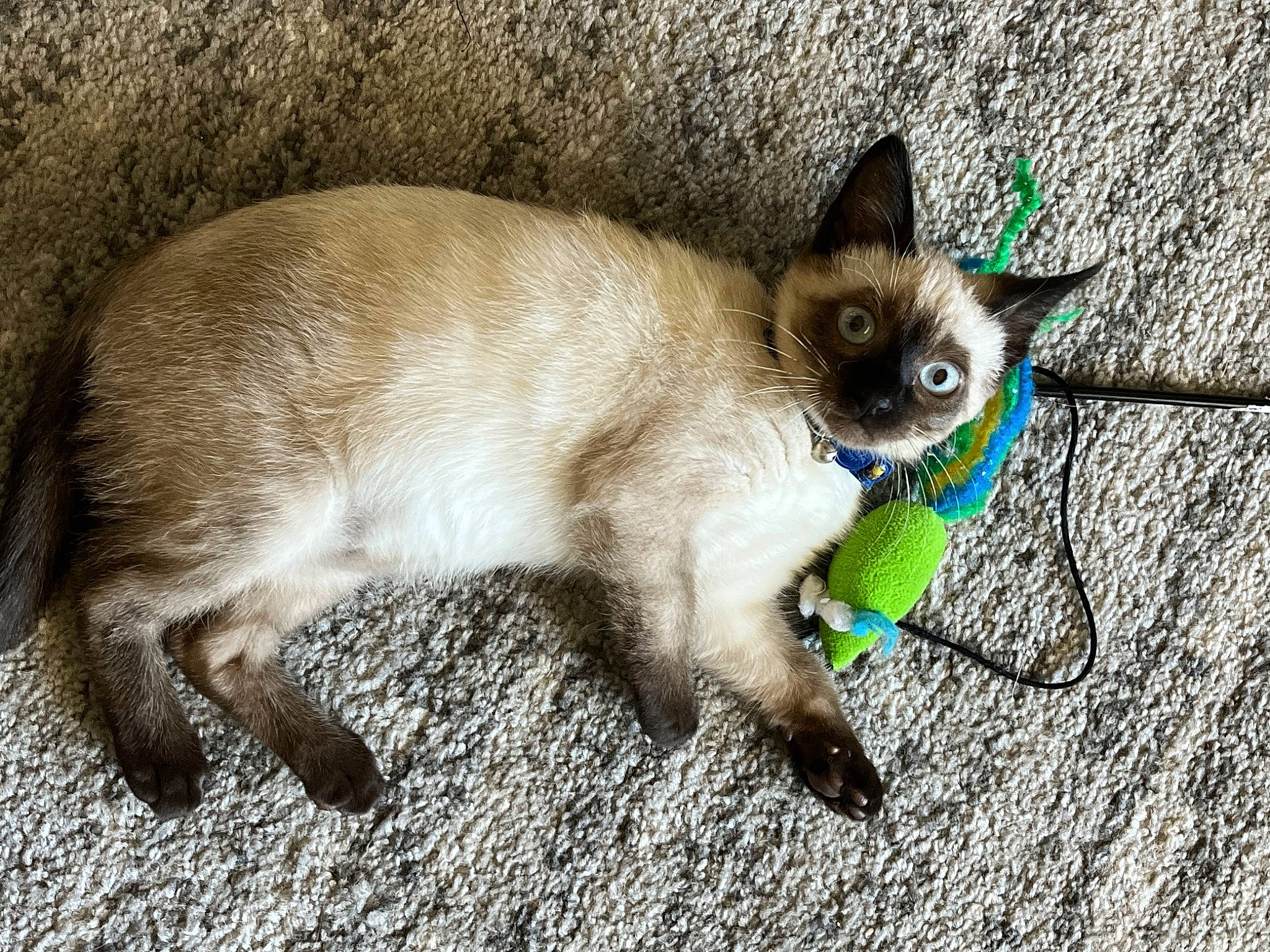 Rex joined the competition — help win amazing prizes! balinese, carnivore, cat, curious, electric_blue, fawn, felidae, fur, iris, organism, paw, siamese, small_to_medium_sized_cats, snout, tail, terrestrial_animal, thai, tonkinese, whiskers, wildlife