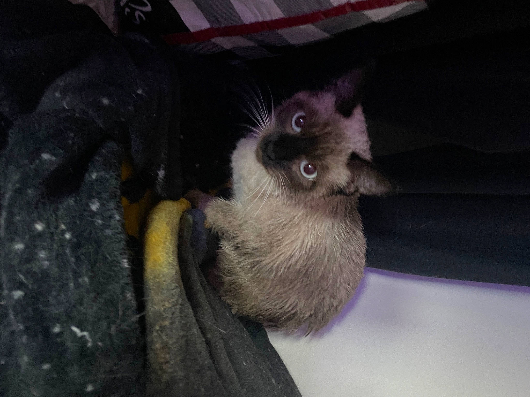 Rex joined the competition — help win amazing prizes! carnivore, cat, claw, dog_breed, domestic_short_haired_cat, fawn, felidae, fur, grey, mustelidae, paw, siamese, small_to_medium_sized_cats, tail, terrestrial_animal, whiskers