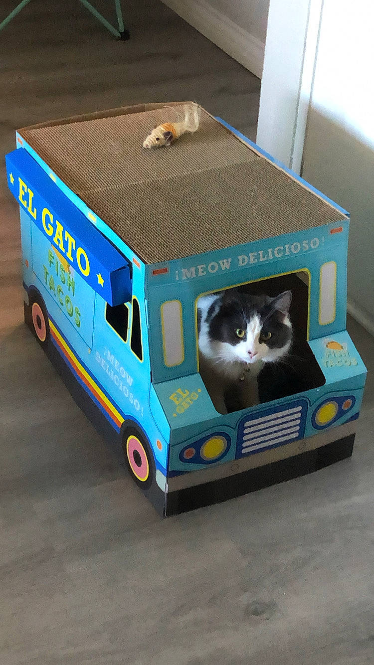 Ahsoka is registered to the contest to win money with this photo: automotive_exterior, box, bumper, carnivore, cat, cat_supply, commercial_vehicle, electric_blue, felidae, light_commercial_vehicle, motor_vehicle, pet_supply, small_to_medium_sized_cats, tire, toy, truck, van, vehicle, wheel, whiskers