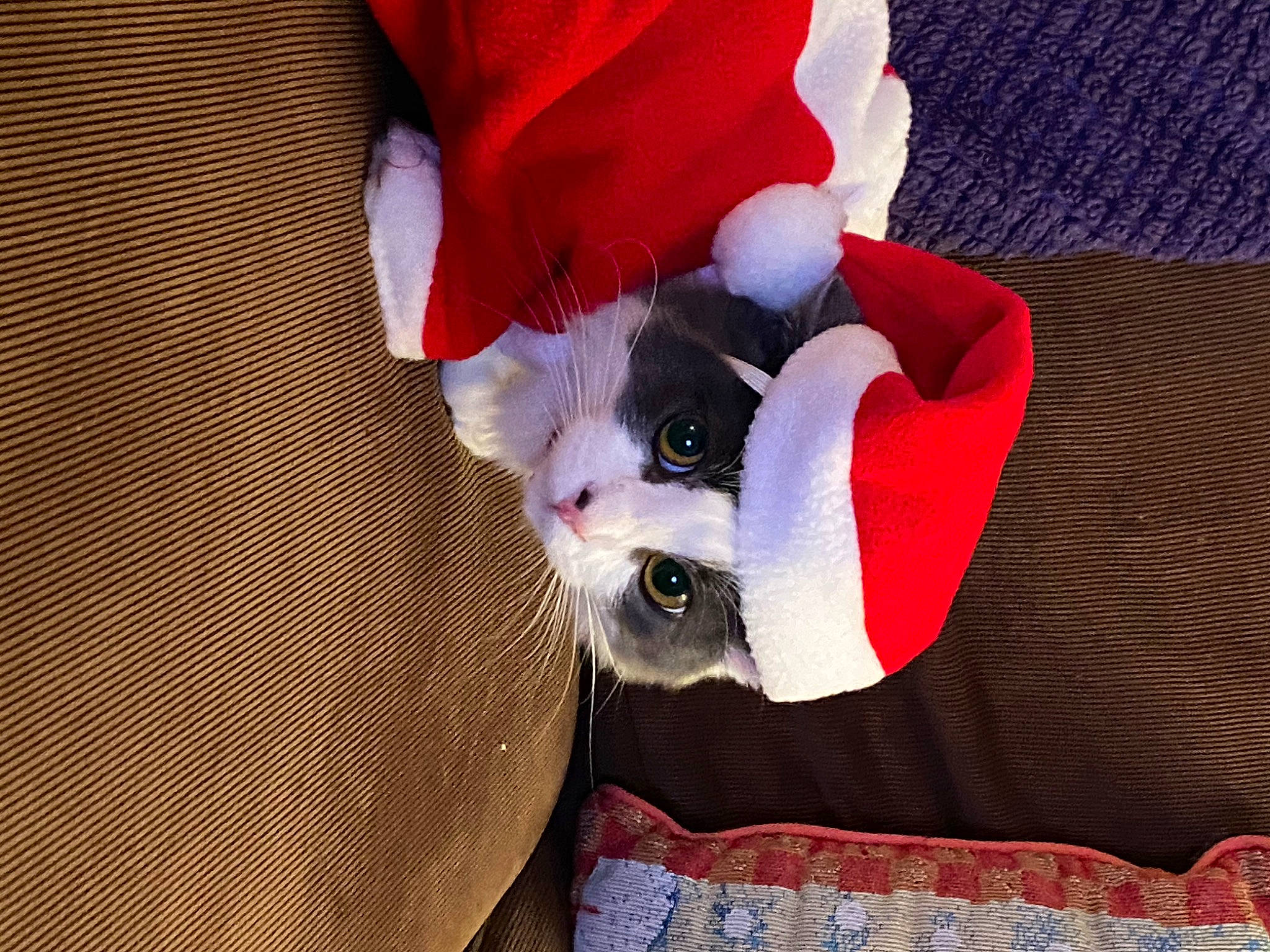 Ahsoka joined the competition — help win amazing prizes! canidae, carmine, carnivore, cat, christmas, claw, comfort, companion_dog, domestic_short_haired_cat, fawn, felidae, fur, human_leg, lap, pattern, paw, small_to_medium_sized_cats, tail, textile, whiskers