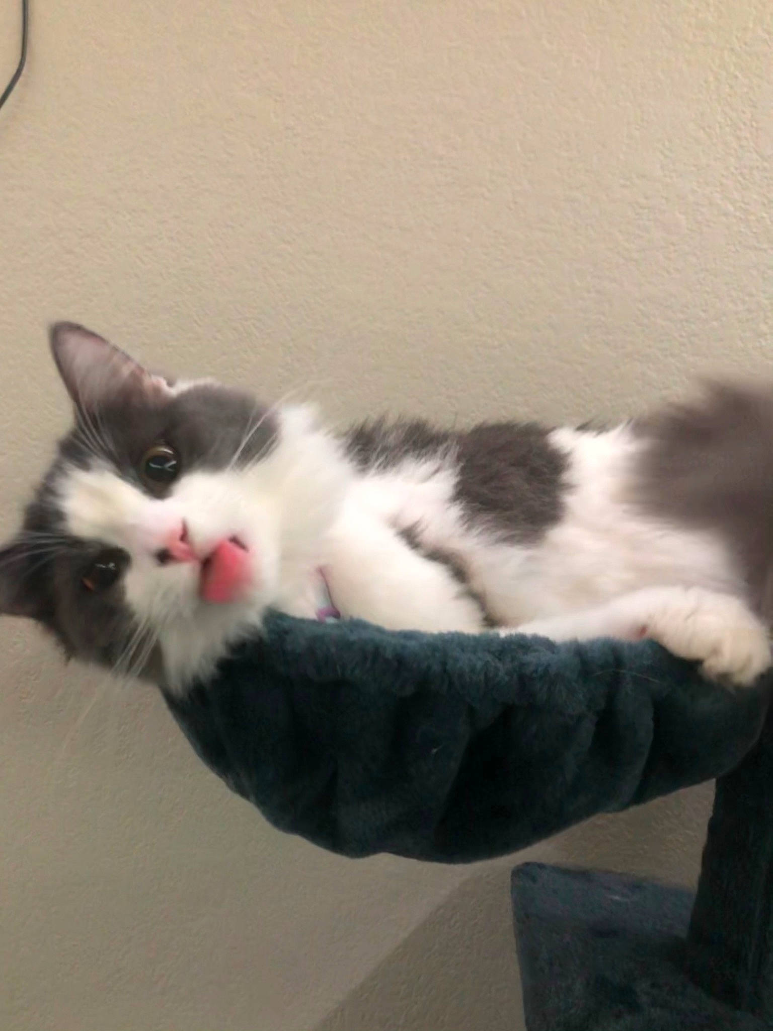 Ahsoka joined the competition — help win amazing prizes! carmine, carnivore, cat, claw, comfort, domestic_short_haired_cat, felidae, foot, fur, mammal, paw, small_to_medium_sized_cats, snout, tail, vertebrate, whiskers