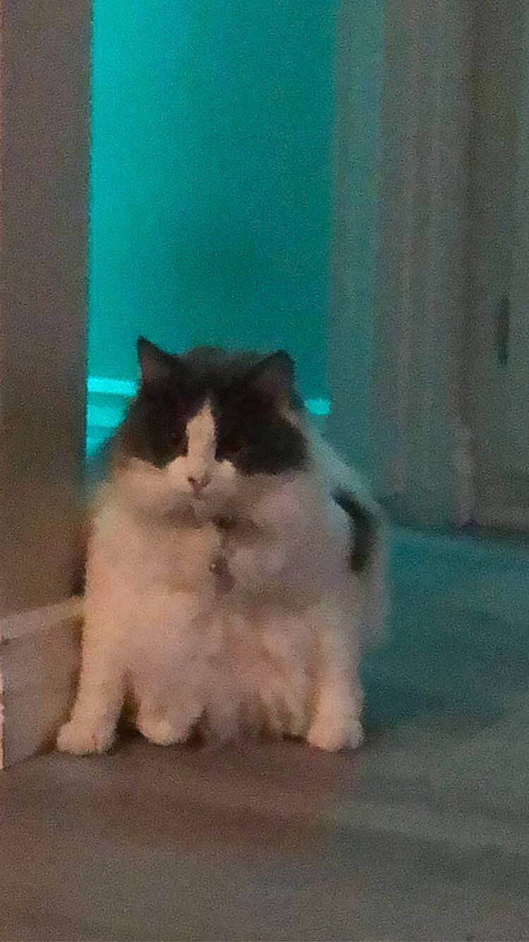 Ahsoka joined the competition — help win amazing prizes! carnivore, cat, comfort, dog_breed, electric_blue, fawn, felidae, flooring, fur, gas, natural_material, small_to_medium_sized_cats, snout, tail, terrestrial_animal, whiskers