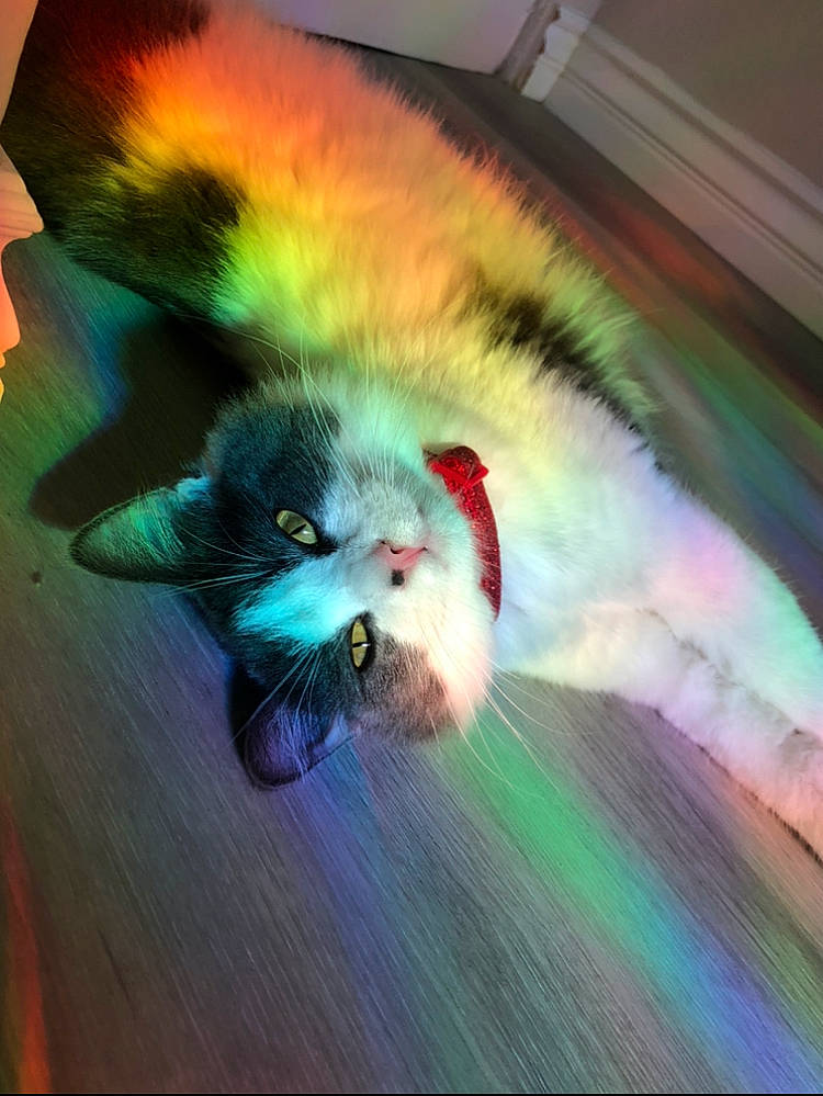 Ahsoka is registered to the contest to win money with this photo: art, canidae, carnivore, cat, claw, companion_dog, domestic_short_haired_cat, fawn, feather, felidae, flooring, fur, paw, photo_caption, sky, small_to_medium_sized_cats, snout, tail, visual_arts, whiskers